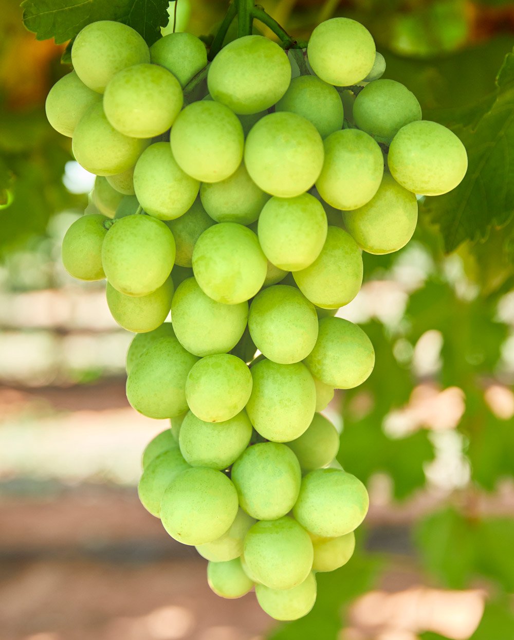 Close up of AUTUMNCRISP grape cluster