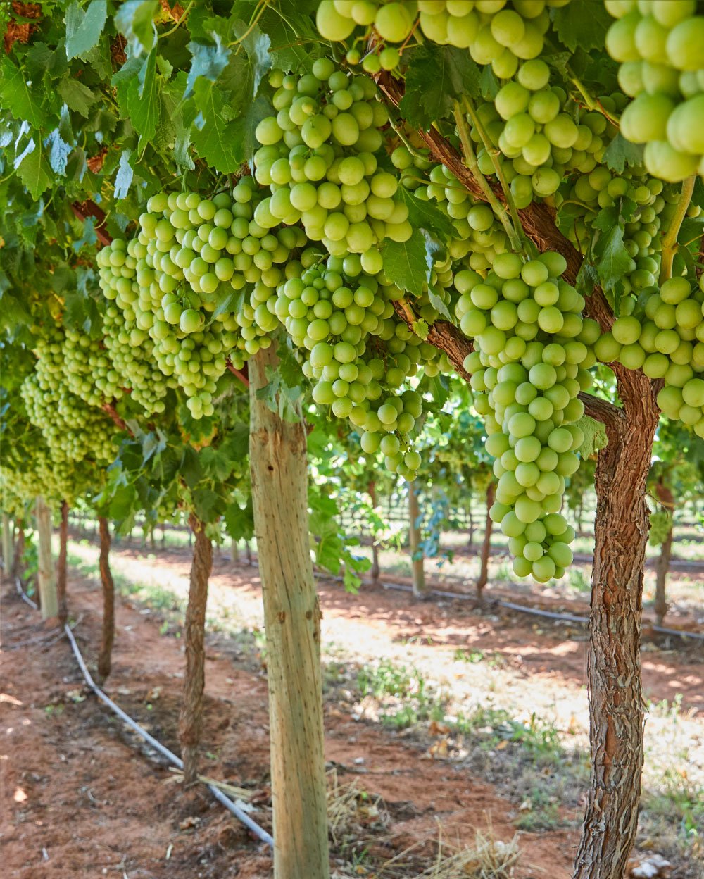 AUTUMNCRISP grapes growing in the field