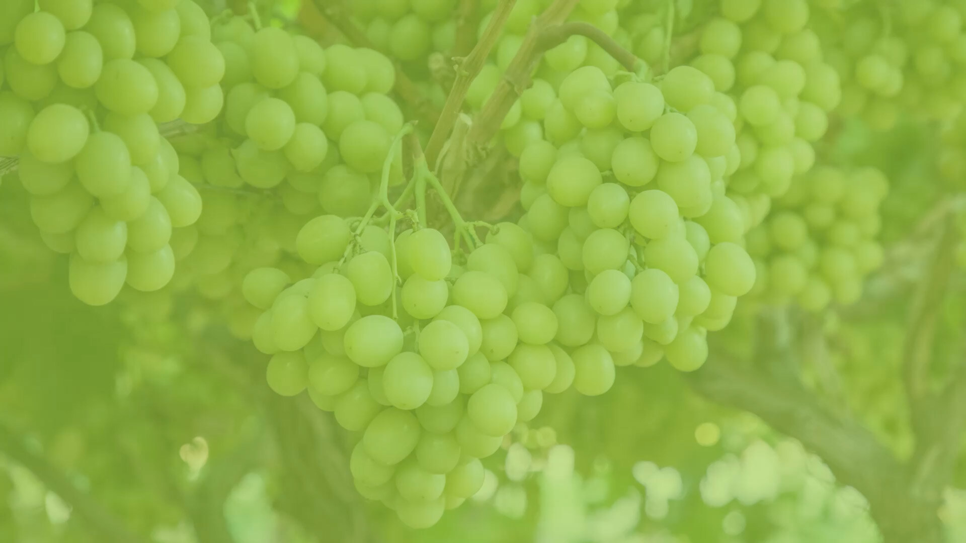 Bundles of AUTUMNCRISP grapes on the vine