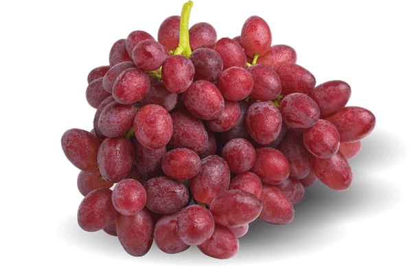 RUBY RUSH grape bundle